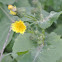 Smooth Sow-thistle