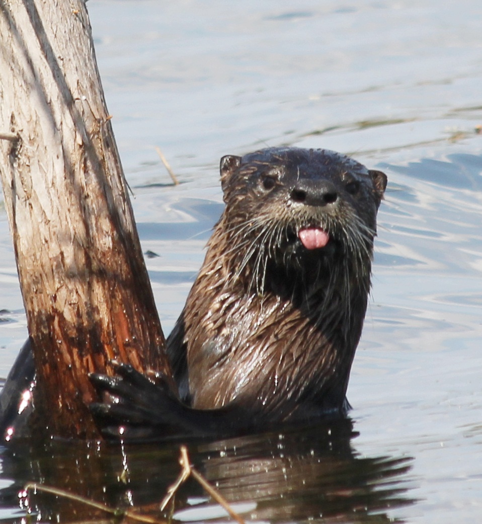 Northern River Otter