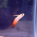 Firefish Goby