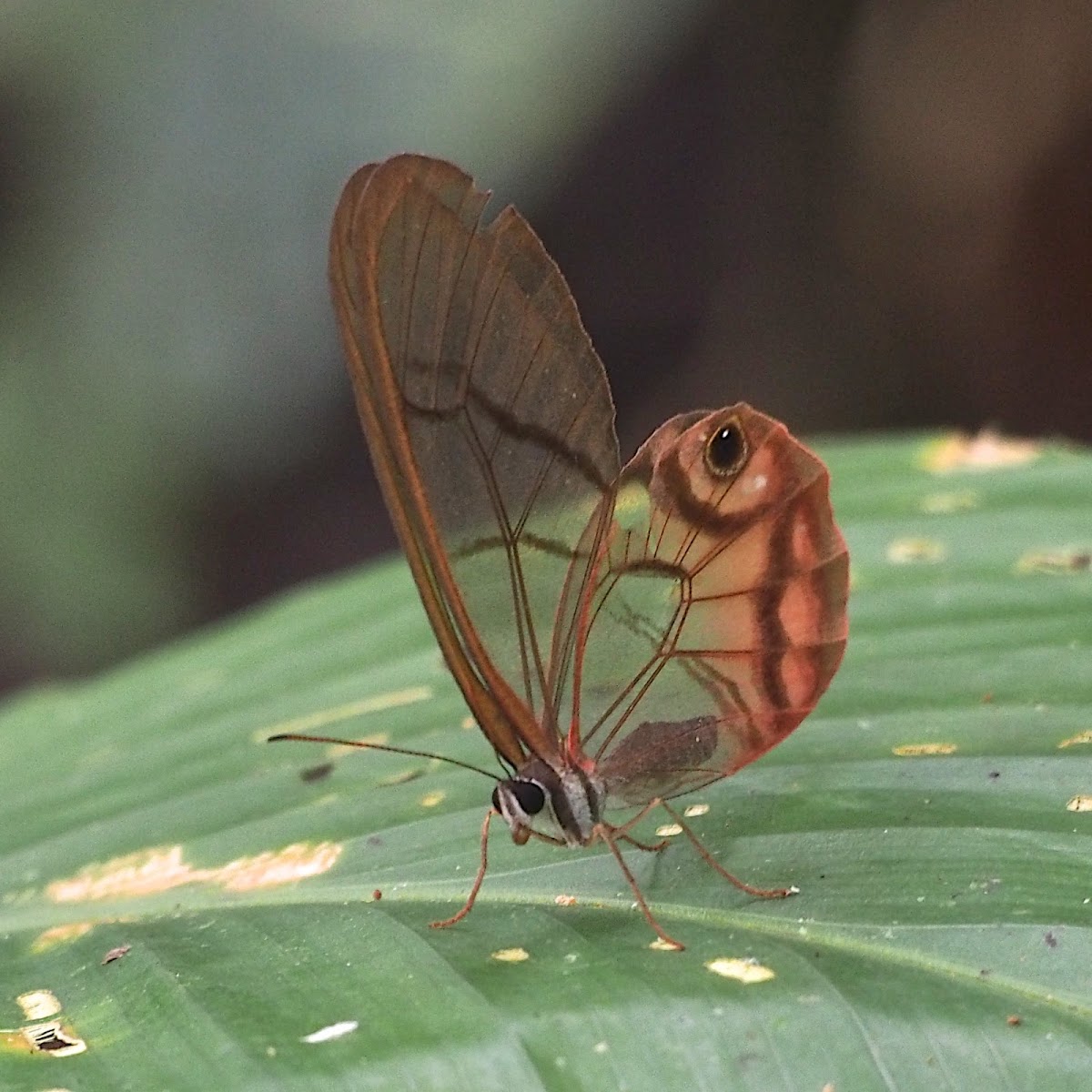 Pink tipped Satyr