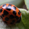 Multicolored Asian Ladybug (orange variation)