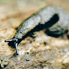 Slug , limace