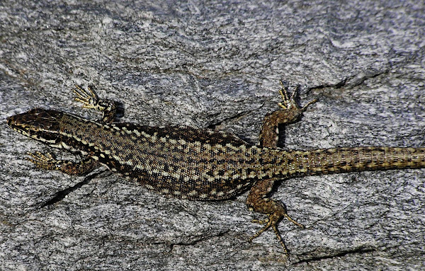 Wall lizard | Project Noah