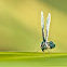 Derbid Planthopper