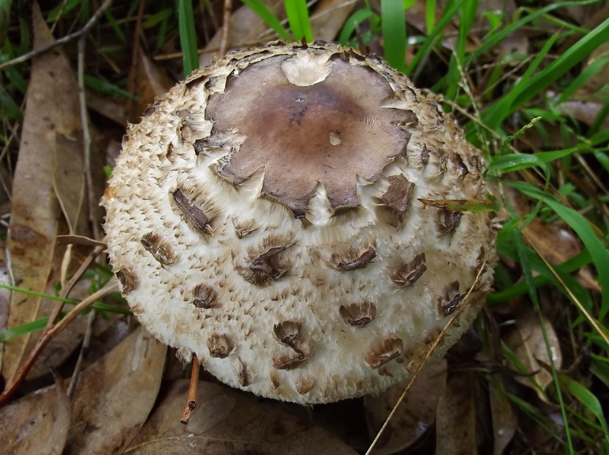 Shaggy parasol mushroom