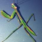 Mantis