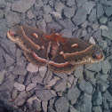 Cecropia Moth