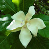Magnolia de hoja grande