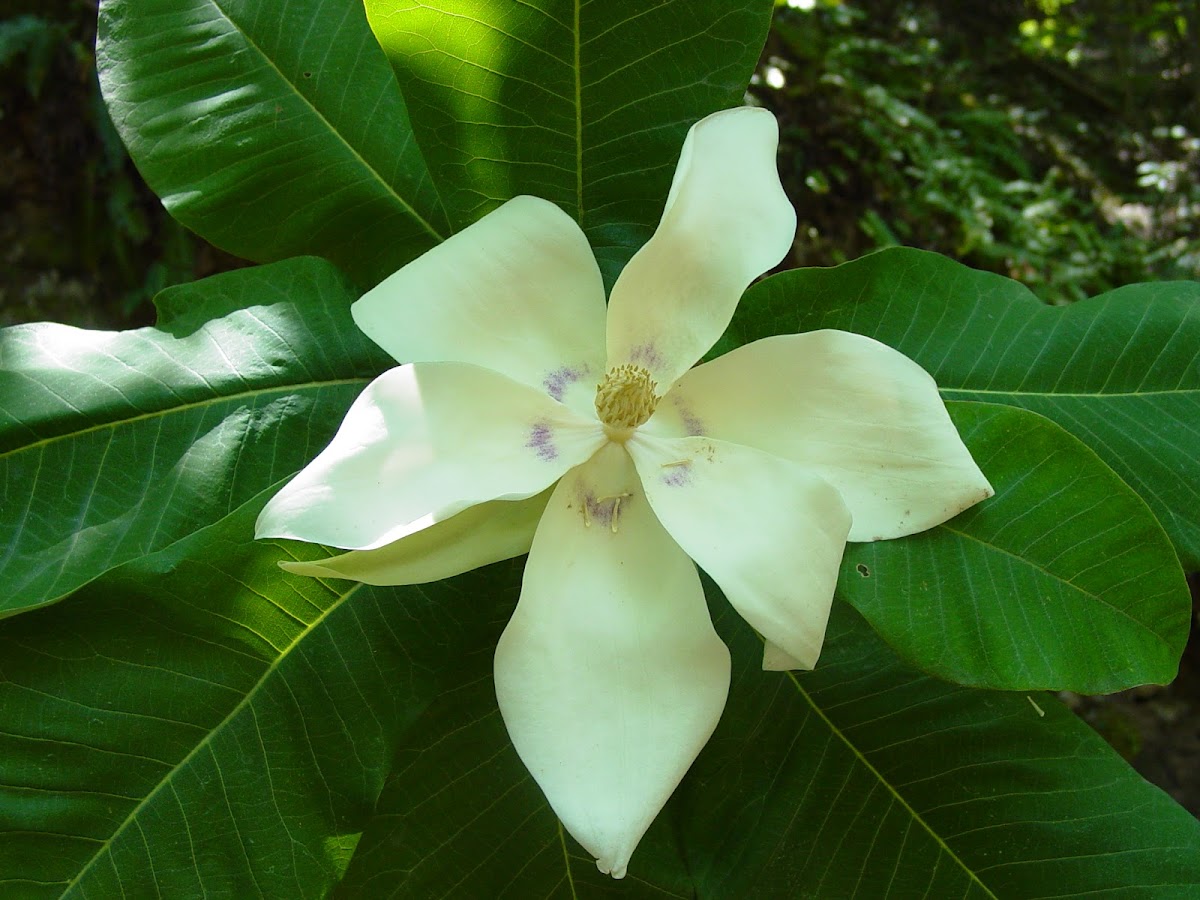 Magnolia de hoja grande