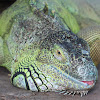 Green Iguana