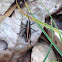 Juvenile Eastern Lubber Grasshopper