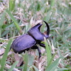 Diloboderus abderus beetle