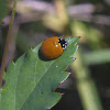 Spotless Lady Beetle