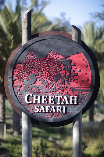 Cheetahs Safari