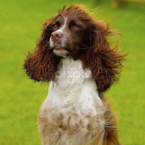 SPRINGER SPANIEL PORTRAIT by James Blyth Currie - Animals - Dogs Portraits