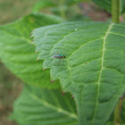 green fly