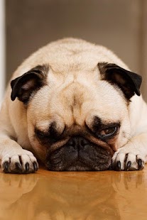 Pug Wallpapers HD