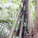 Walking Palm Stilt Roots