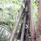Walking Palm Stilt Roots