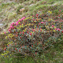 Rododendro, azalea