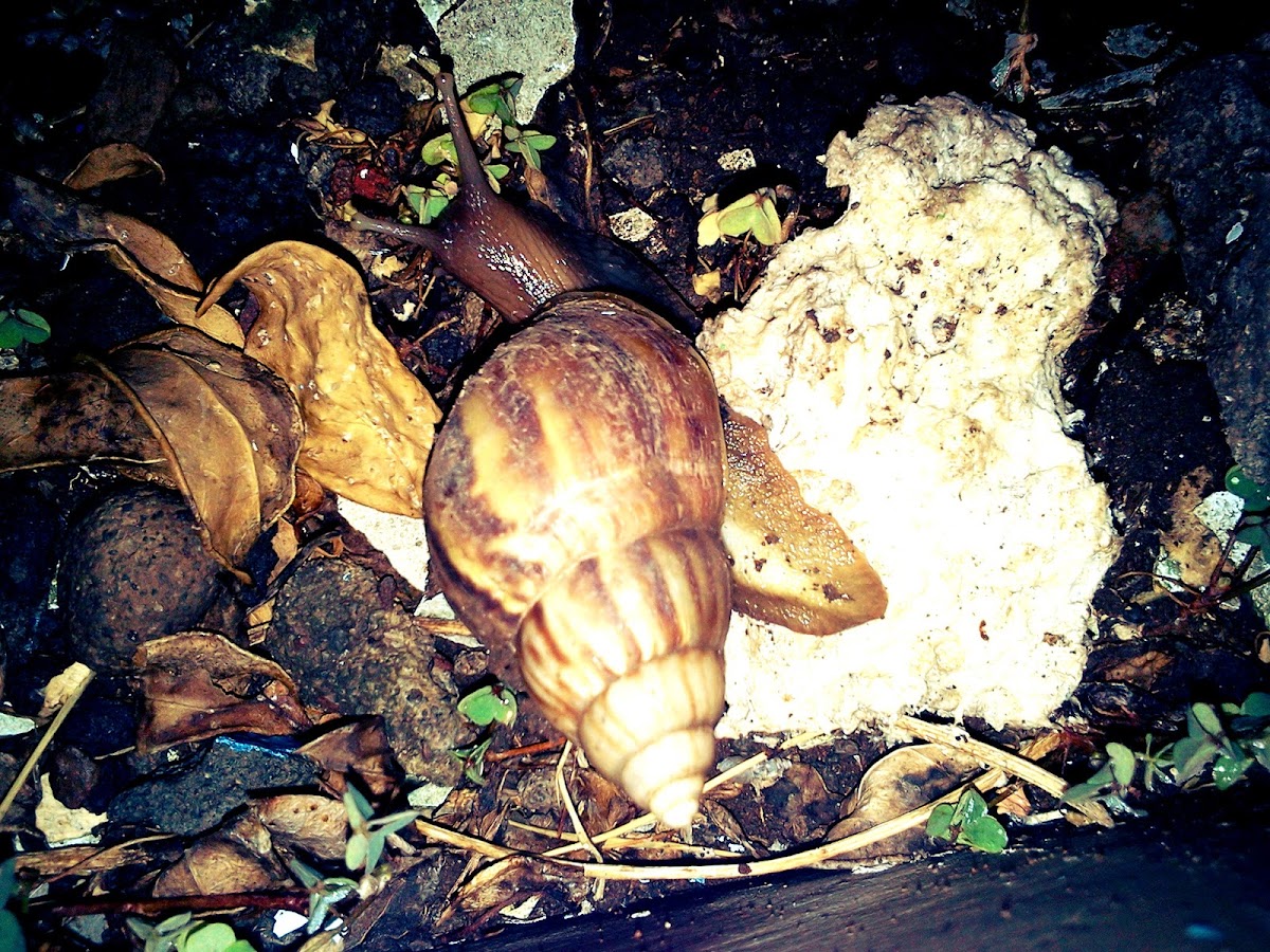 Slugs / snails (Gastropoda)