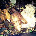 Slugs / snails (Gastropoda)