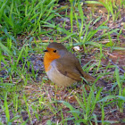 European Robin, Κοκκινολαίμης