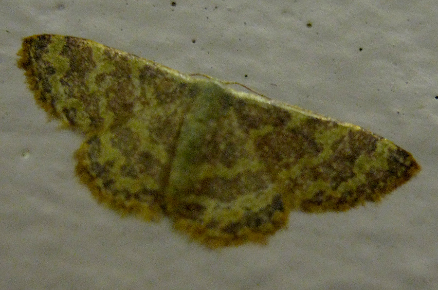 Unknown Yellow Moth