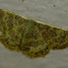 Unknown Yellow Moth