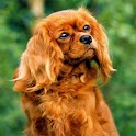Love Puppy Wallpaper HD logo