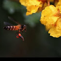 honey bee 