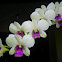 White Dendrobium Orchid.