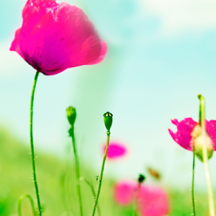 How to download Blur Background Effect lastet apk for android