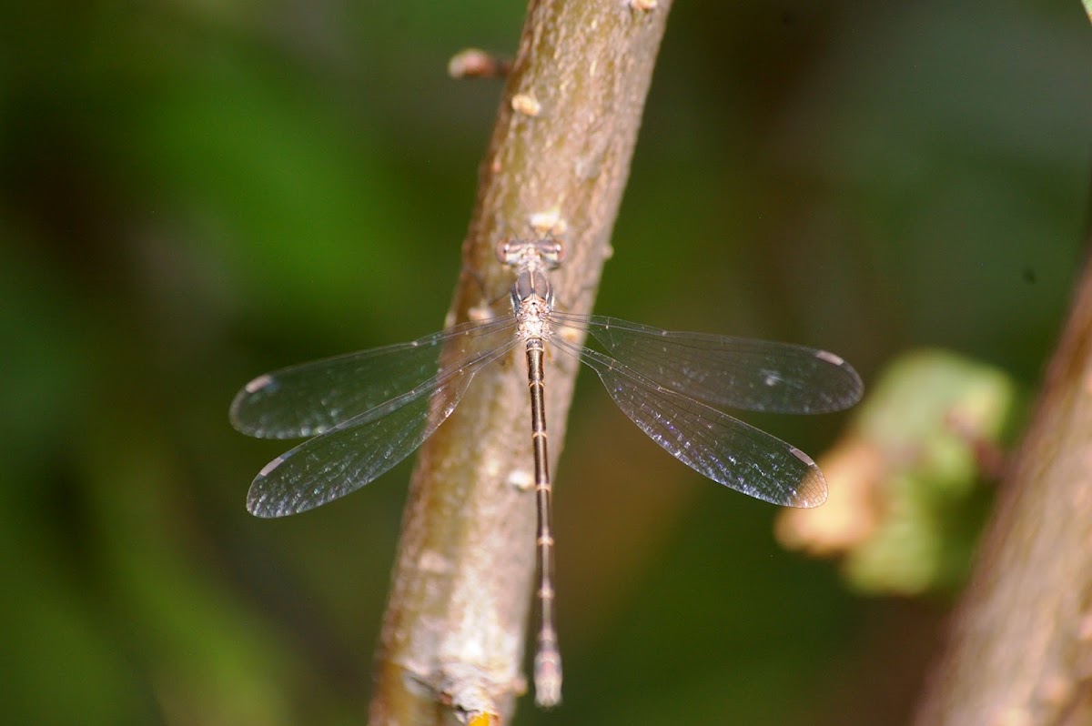 Common Spreadwing (Female)