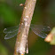 Common Spreadwing (Female)