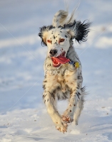 by Andrew Lawlor - Animals - Dogs Running