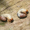 June Bug Larvae