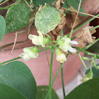 Bean Flower