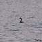 Great crested grebe