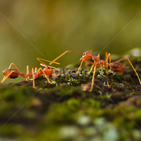 Ant by Zoelman Rf - Animals Insects & Spiders