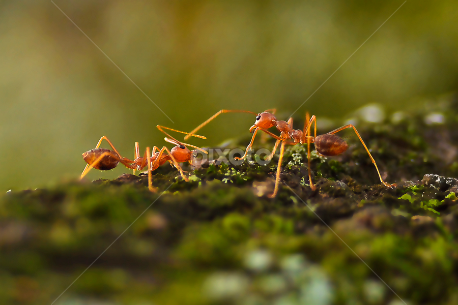 Ant by Zoelman Rf - Animals Insects & Spiders