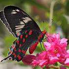 Crimson Rose Butterfly
