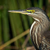 Young Striated Heron