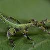 Leaf Insect, Phasmid - Nymph