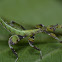 Leaf Insect, Phasmid - Nymph