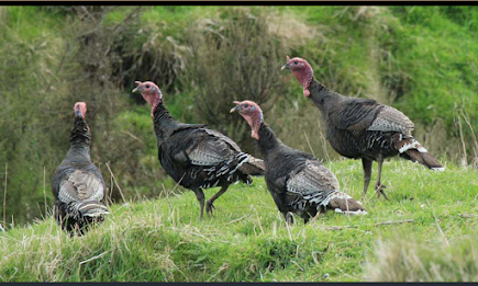 Australian Bird Checklist demo poster 5