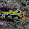 Nudibranch