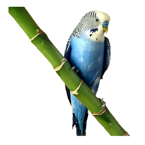 Widgets store: Blue parrot 1.0