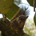 Esquilo ( Squirrel)