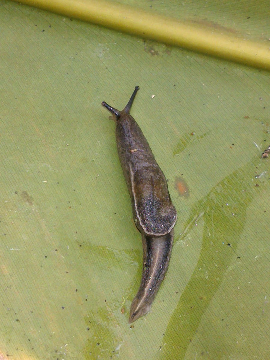 Yellow-Shelled Semi-Slug